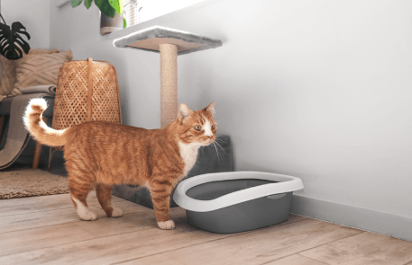 Warning Signs Your Cat Is Not Using the Litter Box Enough